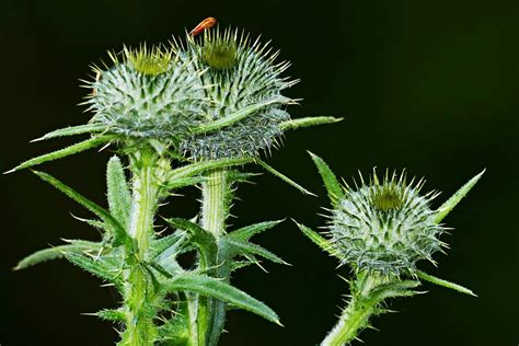 Disteln Blumen Pflanzen Kostenloses Foto Auf Pixabay