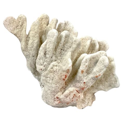 Large White Coral Sculpture At Stdibs Large Coral Sculpture Large