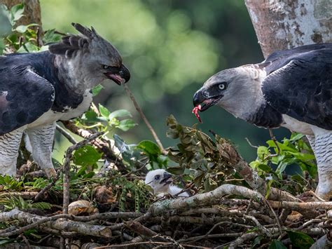 Harpy Eagle Nest