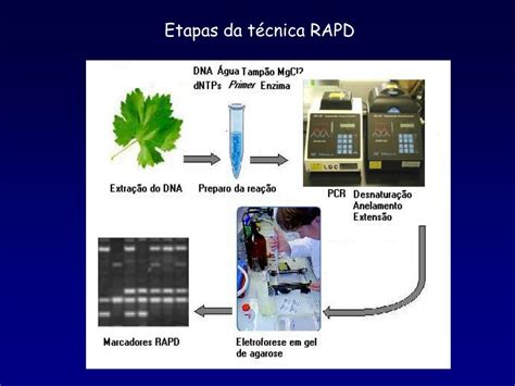 Ppt Emprego De Marcadores Moleculares Rapd No Estudo Gen Tico De