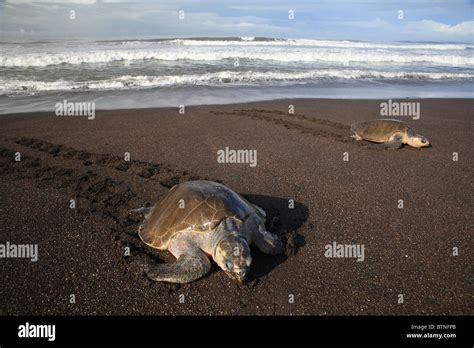 Olive Ridley Turtles Lepidochelys Olivacea Come Ashore To Lay Eggs