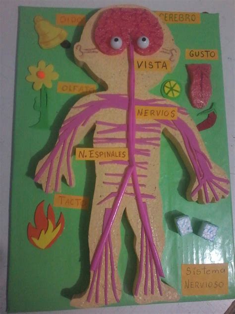 Como Enseñar El Sistema Nervioso A Niños De Primaria Cómo Enseñar