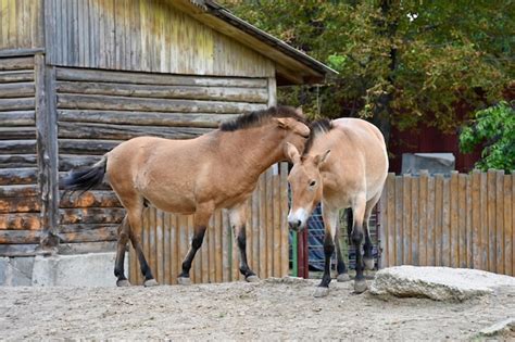 Premium Photo | Przewalski's horses eat grass at the farm