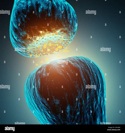 Synaptic transmission hi-res stock photography and images - Alamy