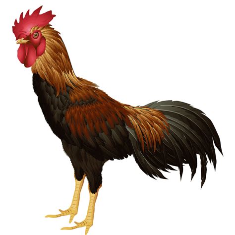 Rooster Png Images Transparent Hd Photo Clipart