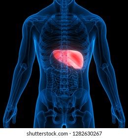 Human Liver Anatomy 3d 스톡 일러스트 1282630267 Shutterstock