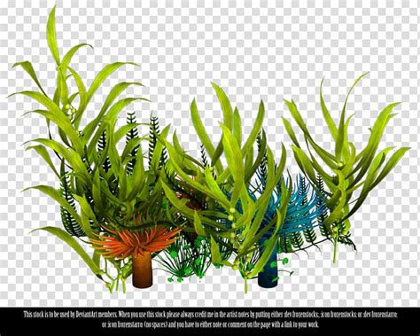 Underwater Aquatic Plants Seaweed Sea Transparent Background Png