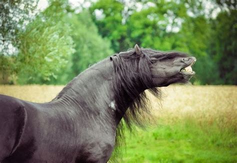 200+ Best Friesian Horse Names: Names For A Friesian Horse Breed