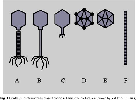 Bacteriophage taxonomy and classification | Semantic Scholar