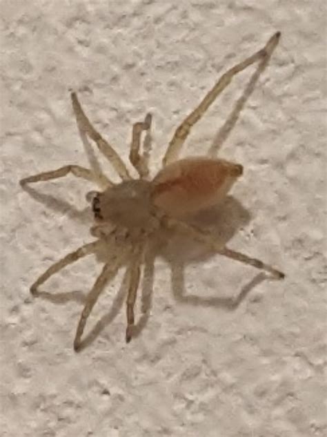 Small spider, UK : r/whatisthisbug