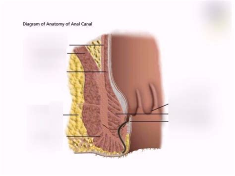 Anatomy Anal Canal Practical Diagram Quizlet