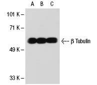 β Tubulin Antibody 3F3 G2 SCBT Santa Cruz Biotechnology