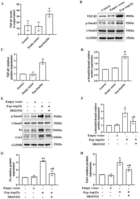 Anp E Activated The Tgf Smad Pathway In Bumpt Cells A Elisa