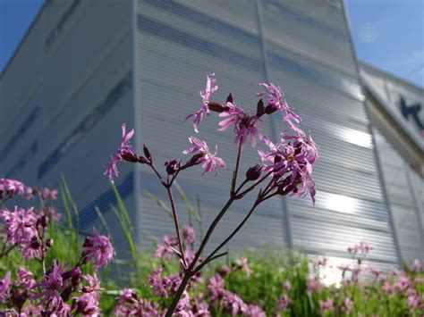 La Lychnide Fleur De Coucou Nature En Ville Cergy Pontoise