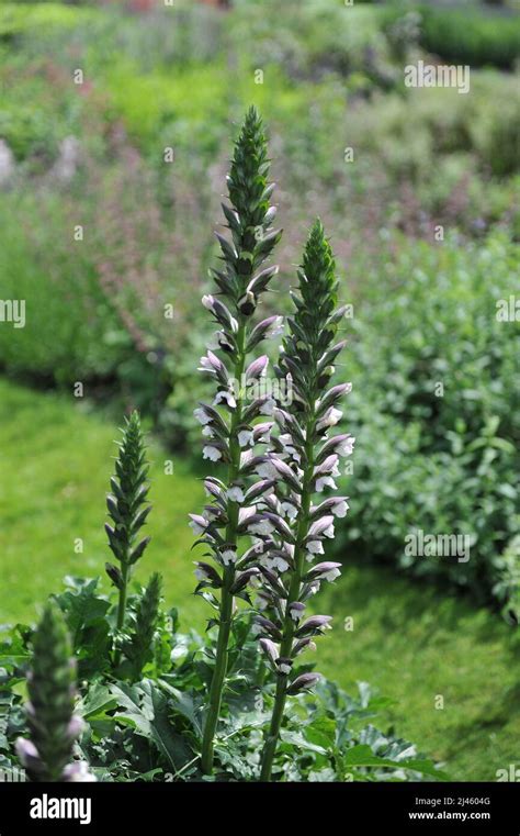 Long Leaved Bear S Breech Acanthus Hungaricus Blooms In A Garden In