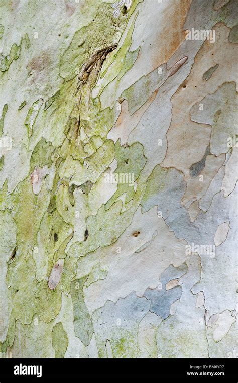 Eucalyptus pauciflora niphophila. Snow gum tree bark. UK Stock Photo ...