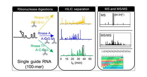 Full Sequencing Of CRISPR Cas9 Single Guide RNA SgRNA Via Parallel