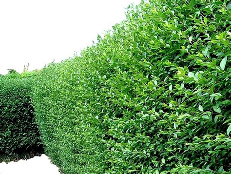 Best 06 Types Of Trees Evergreen Hedges Gardens Nursery