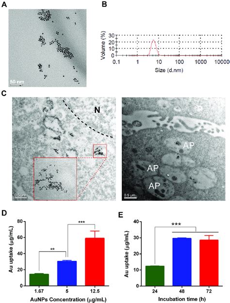 Physicochemical Characterizations Of Aunps And Their Uptake In Tm3 Download Scientific Diagram