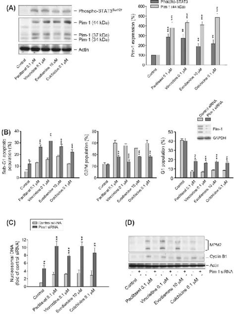 Figure 1 From Pim 1 Knockdown Potentiates Paclitaxel Induced Apoptosis