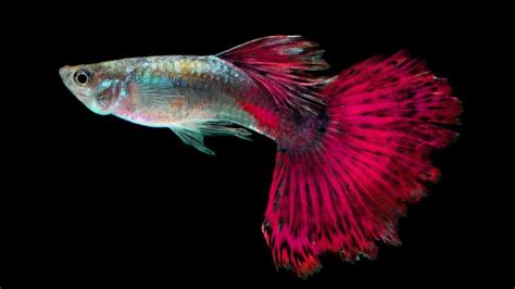 Descubre Cómo Diferenciar El Sexo De Los Peces Guppy