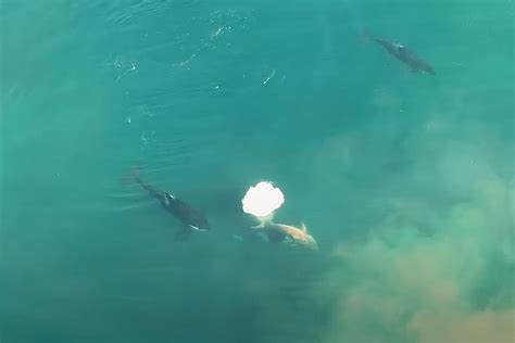 Watch Shark Week Shares The First Drone Footage Of Orca Whales Hunting