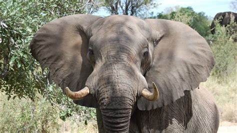 African Bush elephant interesting facts - Zoological World