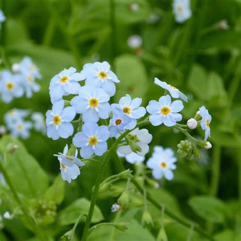 Myosotis Scorpioides Water Forget Me Not Pond From Pond Planet Ltd Uk