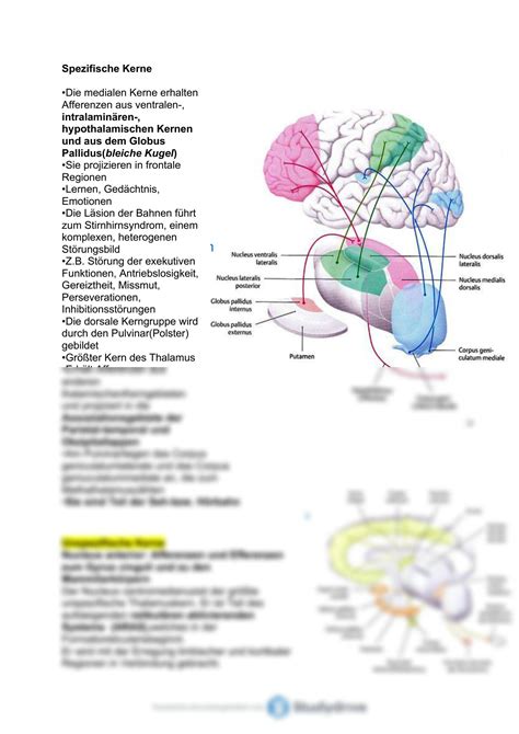 Solution Neuroanatomie Ii Studypool