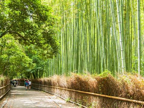 Wander Through Kyotos Iconic Bamboo Forest Japan Cheapo