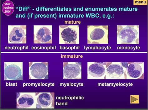 Wbc Morphology Diagram Quizlet