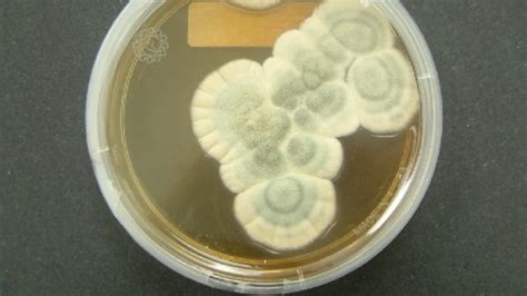 Colonies Penicillium Mold Growing On Agar Stock Photo