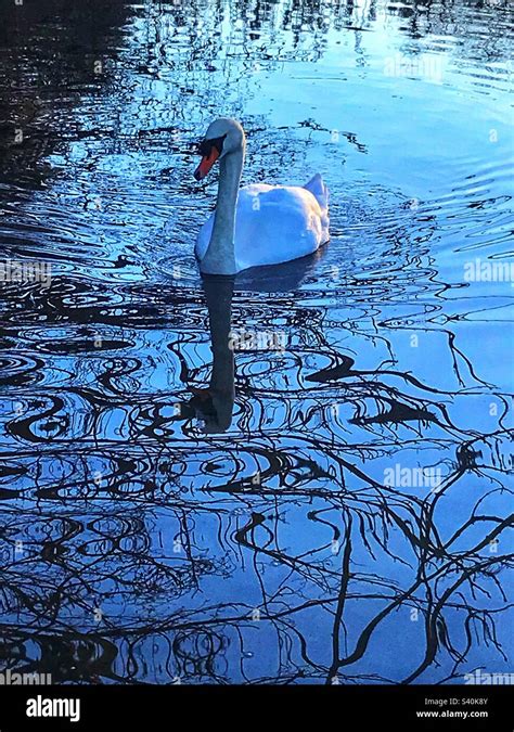 Swan Patterns Hi Res Stock Photography And Images Alamy