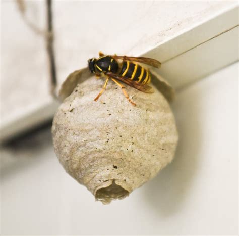 Single Wasp Building Nest Stock Image Image Of Clever 272373359