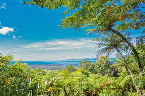 Daintree Experience Day Tour Port Douglas