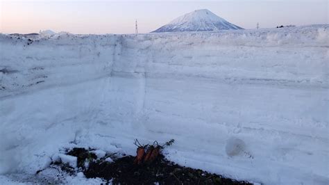 【今が旬の野菜】雪下人参はなぜ甘いの？？他の人参とは違う理由を解説 本当に美味しい野菜、果物のお取り寄せ ～farmer