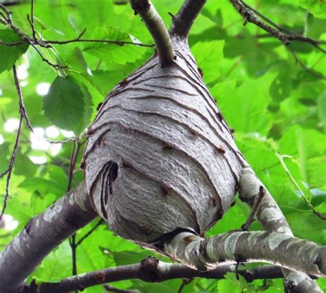 yellow jacket nest (6) | Gohiking.ca