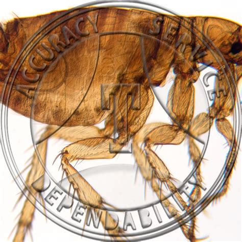 Pet Flea Male WM Prepared Microscope Slide