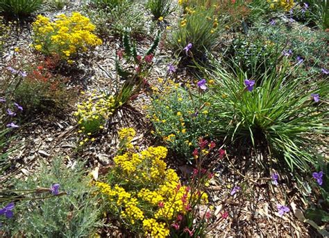 Perth Western Australian Spring Wildflowers In Kings Park Flickr