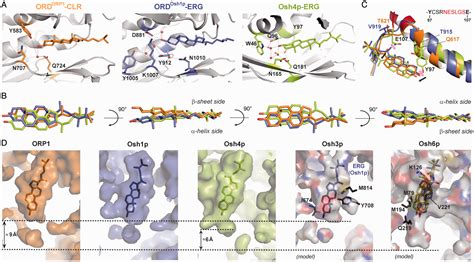 Orp Protein Informacionpublica Svet Gob Gt