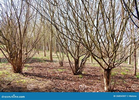 Coppice Trees Stock Image Image Of Woodland Mature 26854307