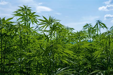 USO DEL CANNABIS EN EL MUNDO - IT MAGAZINE
