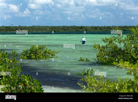 Scene From Saltwater Fly Fishing For Bonefish Tarpon Roosterfish