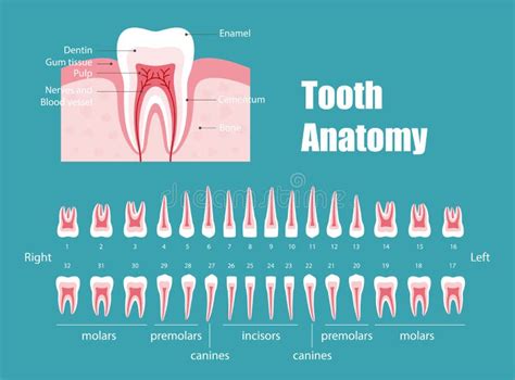 The Chart of Human Teeth, Vector Illustration Stock Vector ...