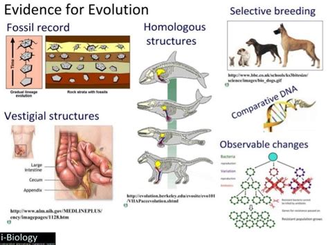 Evidence For Evolution Diagram Quizlet