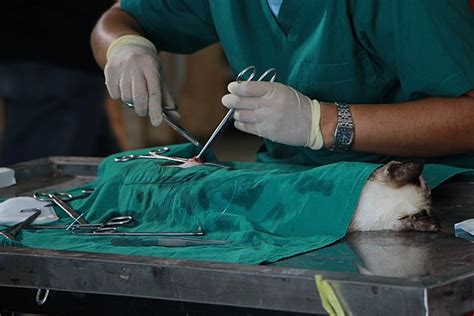 Veterinarian - Wikipedia