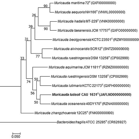 Phylogenetic Tree Constructed Based On The Up To Date Bacterial Core