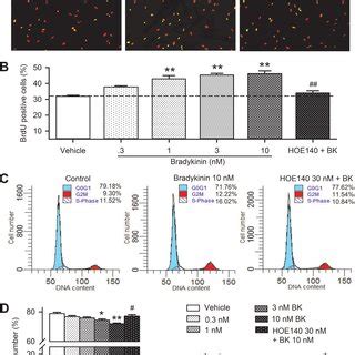 The expression of bradykinin receptors and bradykinin effect on cell ...