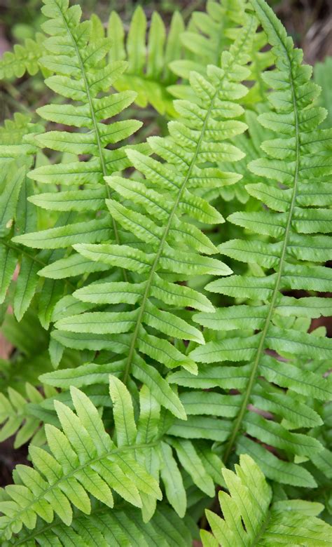 A Winter Delight Licorice Fern Polypodium Glycyrrhiza Real Gardens