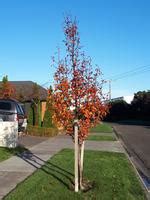 Pyrus Calleryana Candelabra Callery Pear Leafland Limited Best